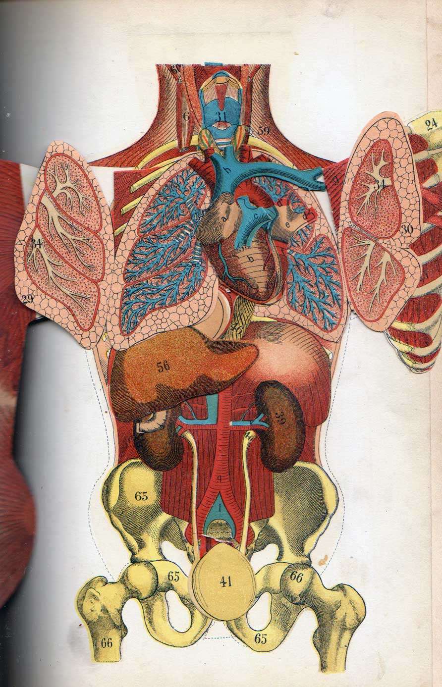 Antique Anatomical Illustrations | A Cabinet for the Curious