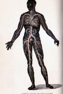 Antique Anatomical Illustrations