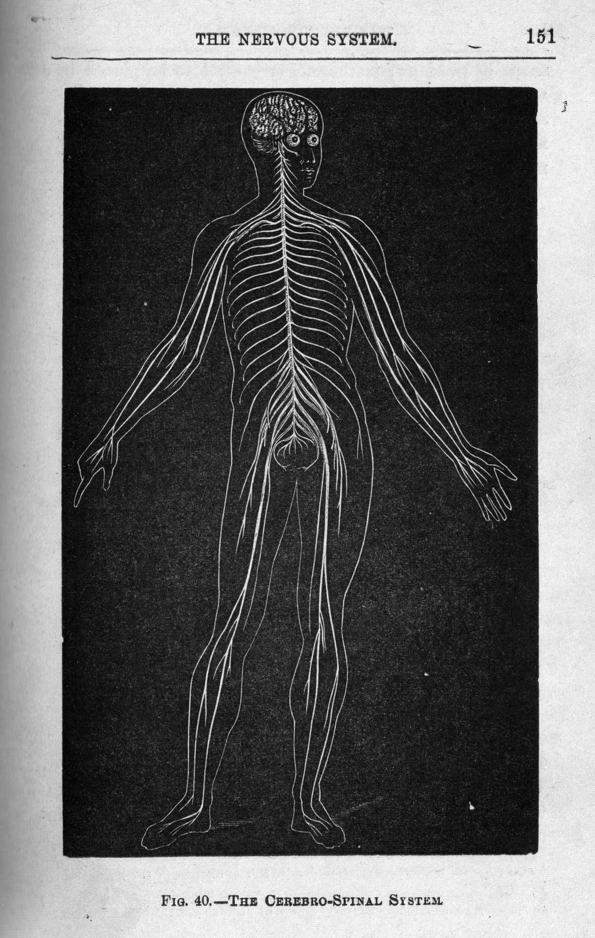 Antique Anatomical Illustrations | A Cabinet for the Curious