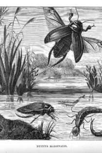 The Brook and Its Banks