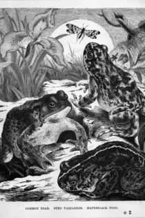 Recipe: Frog on Toast, 1902