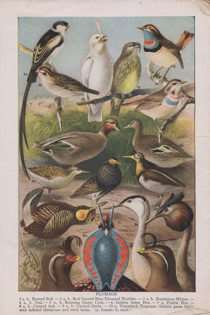 The New Universities Dictionary