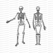 Digital Vintage Edwardian Skeleton | Front and Back | Halloween Vector Clipart Instant Download SVG PNG JPG
