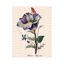 Victorian Floral Vector Clip Art | Antique Chinese Magnolia Flower | Vintage Botanical Color Plate | Instant Download PNG JPG SVG