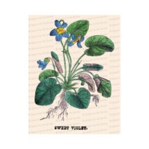 Victorian Floral Vector Clip Art | Antique Sweet Violet Flower | Vintage Botanical Color Plate | Instant Download PNG JPG SVG