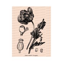 Edwardian Poppy | Antique Opium Poppy Papaver somniferum Flower | Vintage Botanical Floral Vector Clip Art Instant Download PNG JPG SVG