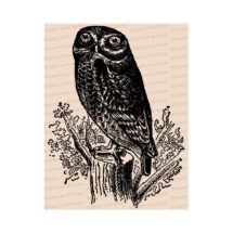 Edwardian Owl | Antique Vintage Bird Vector Clip Art SVG PNG JPG Instant Digital Download