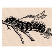 Edwardian Caterpillar | Antique Vintage Insect Vector Clip Art SVG PNG JPG Instant Digital Download