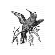 Victorian Hummingbird Clipart | Antique Vintage Bird Hummer Vector Clip Art SVG PNG JPG Printable Download