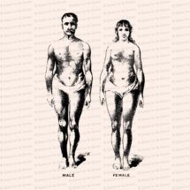 Vintage Edwardian Anatomical Clipart | Antique Comparison of Size and Form of Male and Female Bodies SVG PNG JPG