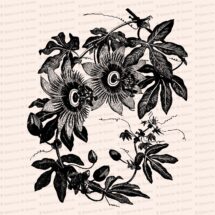 Victorian Passion Flower Vine Vector Clip Art | Vintage Floral, Black and White Passionflower | Instant Download SVG PNG JPG