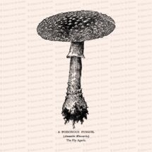 Vintage 1908 Fly Agaric Mushroom Vector Clip Art | Antique Edwardian Amanita muscaria fungus | Fungi Botanical Clipart | PNG JPG SVG