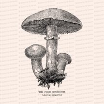 Vintage 1908 Field Mushroom Vector Clip Art | Antique Edwardian Agaricus campestris | Fungi Botanical Mushrooms Clipart | PNG JPG SVG