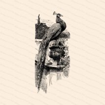 Victorian Peacock Vector Clipart | Antique Vintage Bird Pavo cristatus | Instant Download Clipart | SVG PNG JPG