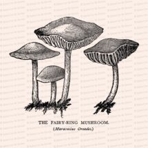 Vintage 1908 Fairy Ring Mushrooms Vector Clip Art | Antique Edwardian Marasmius oreades mushroom | Fungi Botanical Clipart | PNG JPG SVG