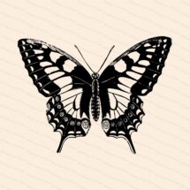 Victorian Swallow-tailed Butterfly (Papilio machaon) Vector Clip Art | Vintage Insect | Instant Download SVG PNG JPG