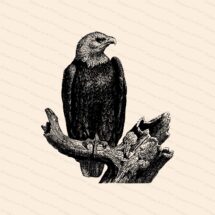 Vintage Bald Eagle | Antique Victorian Eagle Haliaeetus leucocephalus | Patriotic Clipart | Instant Digital Download SVG PNG JPG
