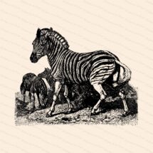 Victorian Zebra Vector Clipart | Antique Vintage Zebras | Instant Download Clipart | SVG PNG JPG