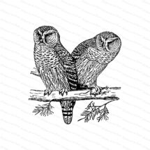 Victorian Northern Hawk Owls with Mouse | Antique Vintage Bird Owl Surnia ulula Vector Clip Art SVG PNG JPG Instant Digital Download