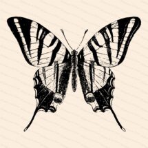 Victorian Scarce Swallow-tailed Butterfly (Papilio podalirius) Vector Clip Art | Vintage Insect | Instant Download SVG PNG JPG
