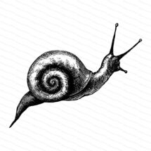 Victorian Snail | Antique Vintage Garden Snail Mollusca Vector Clip Art SVG PNG JPG Instant Digital Download