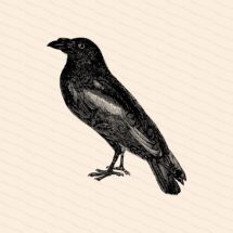 Victorian Raven Clipart | Antique Vintage Bird Corvidae Vector Clip Art SVG PNG JPG Spooky Halloween Printable Download