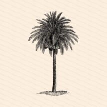 Victorian Palm Tree | Antique Vintage 1880s Arecaceae | Vintage Tropical Vector Clip Art Instant Download PNG JPG SVG