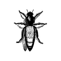 Edwardian Queen Bee  | Antique Vintage Insect Vector Clip Art SVG PNG JPG Instant Digital Download Realistic