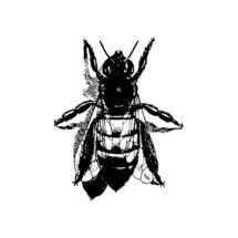 Edwardian Worker Bee  | Antique Vintage Insect Vector Clip Art SVG PNG JPG Instant Digital Download Realistic
