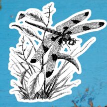 Victorian Dragonfly Sticker | Insect Vinyl Decal, Twelve-Spotted Skimmer dragonfly (libellula pulchella), Small Gift
