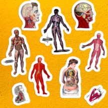 Human Anatomy Variety Sticker Set | 9 Vinyl Anatomical Stickers: Vintage Viscera Circulation Nerves Head Eye, Small Gift