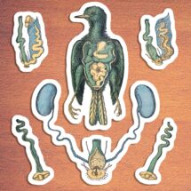 Generative Organs of a Bird Sticker Set: 6 Vinyl Anatomical Stickers Anatomy Ornithology Birds Reproduction, Small Gift